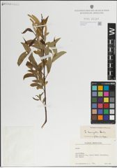 Foto von Salix laevigata Bebb